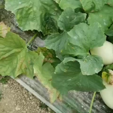 玉姑甜瓜