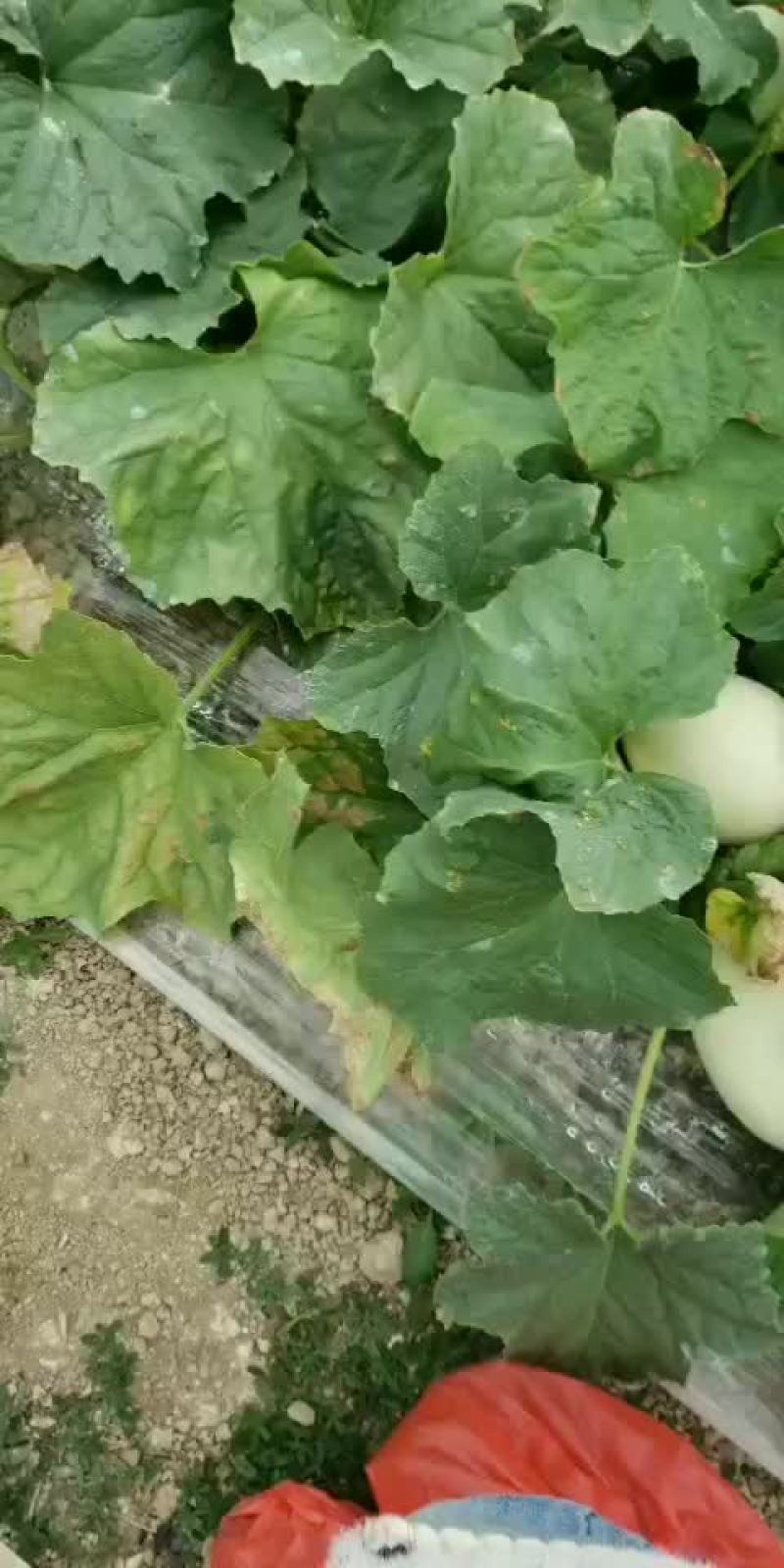 玉姑甜瓜