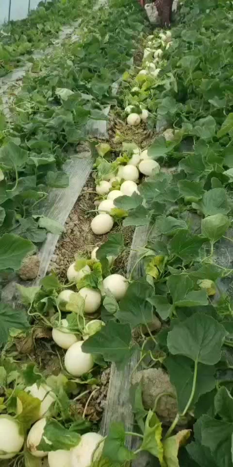 自种自销代买卖
