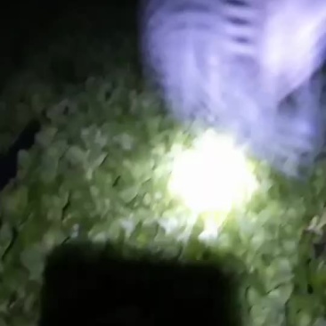 合肥小伙在上海种菜苔
