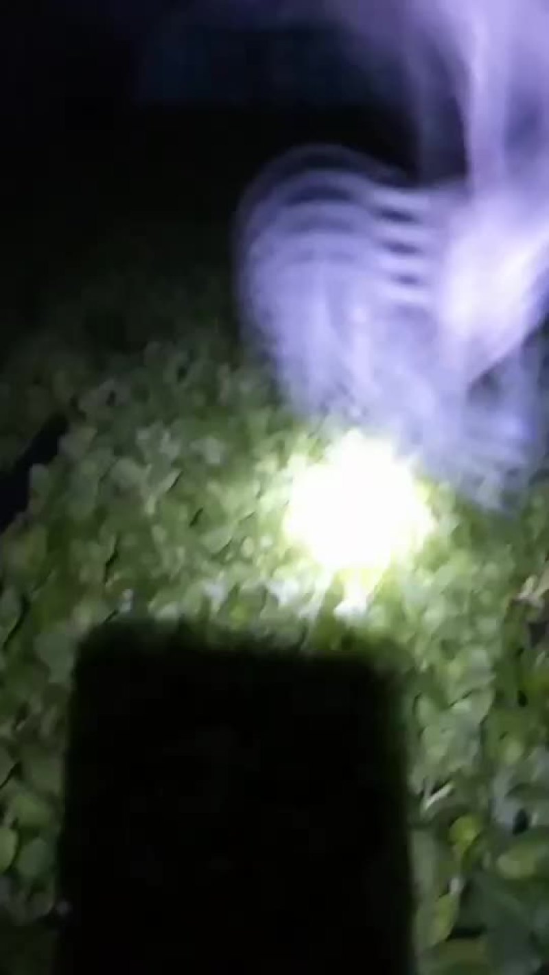 合肥小伙在上海种菜苔