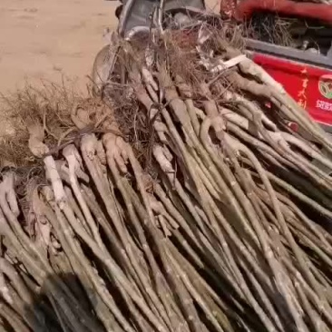 核桃苗