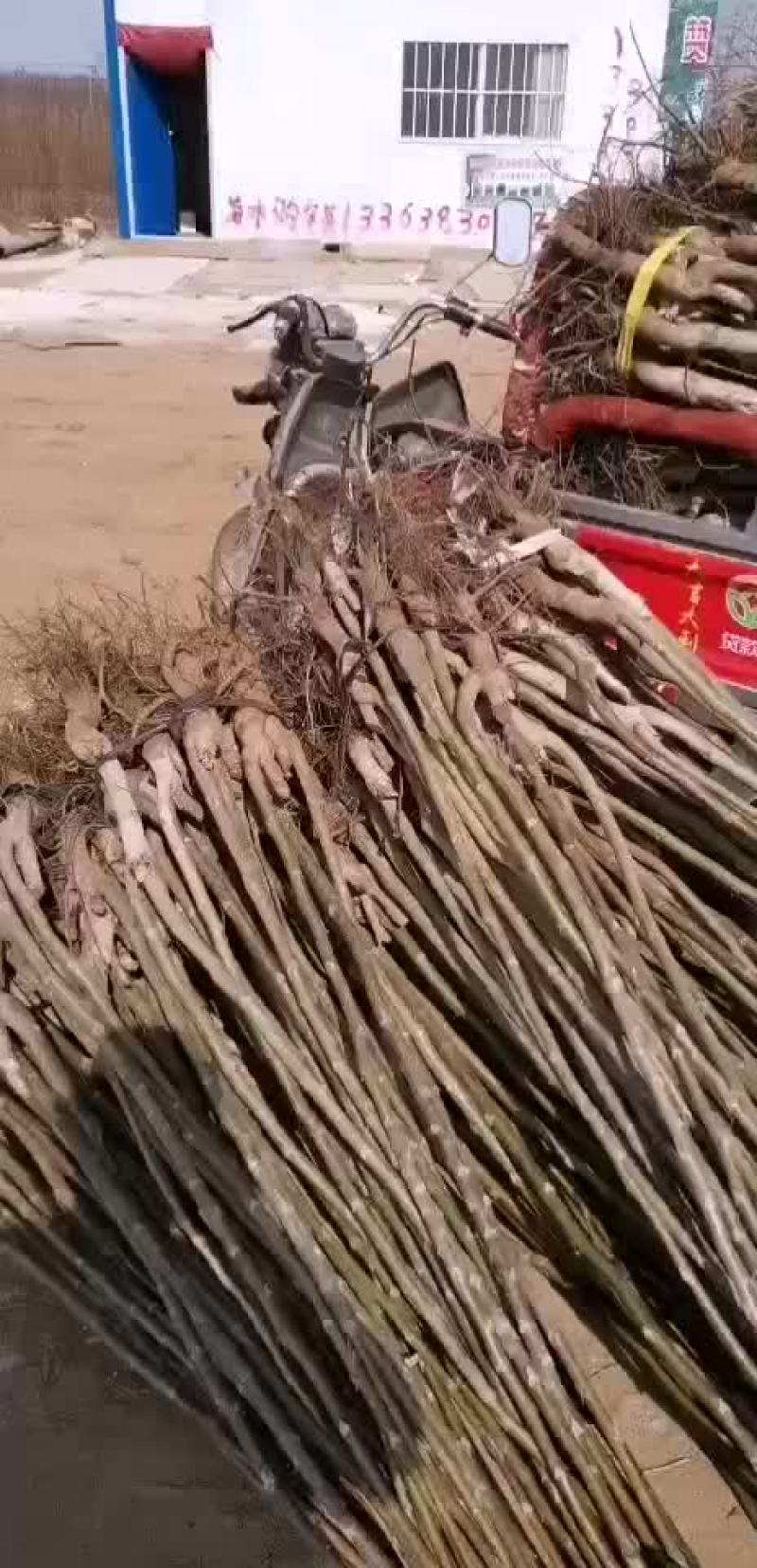 核桃苗