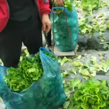 生菜