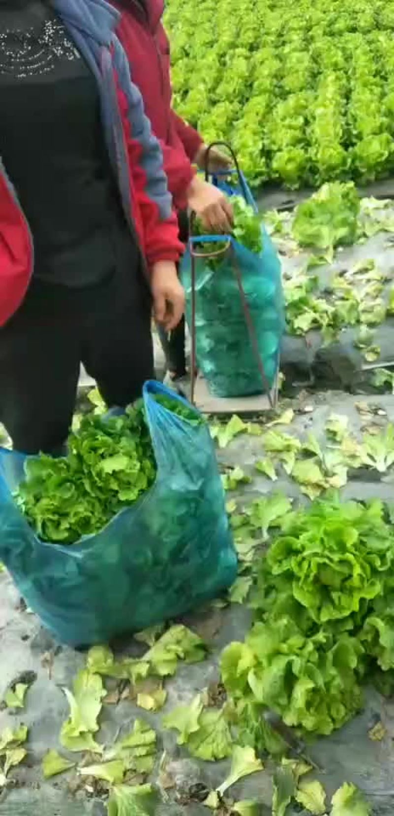 生菜