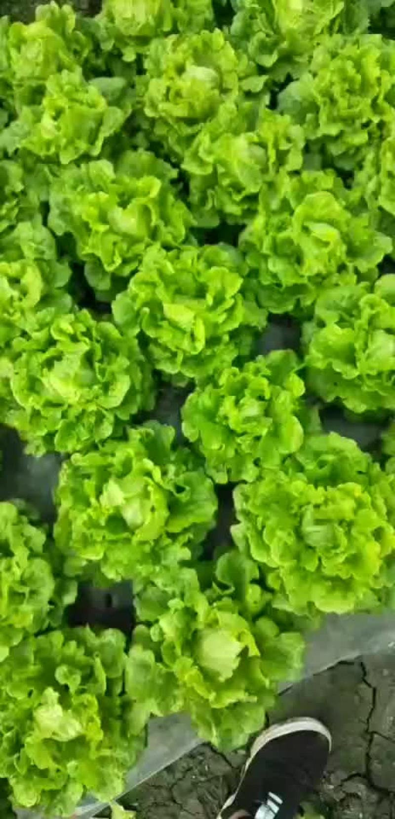 生菜