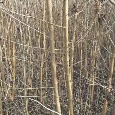 桑树苗