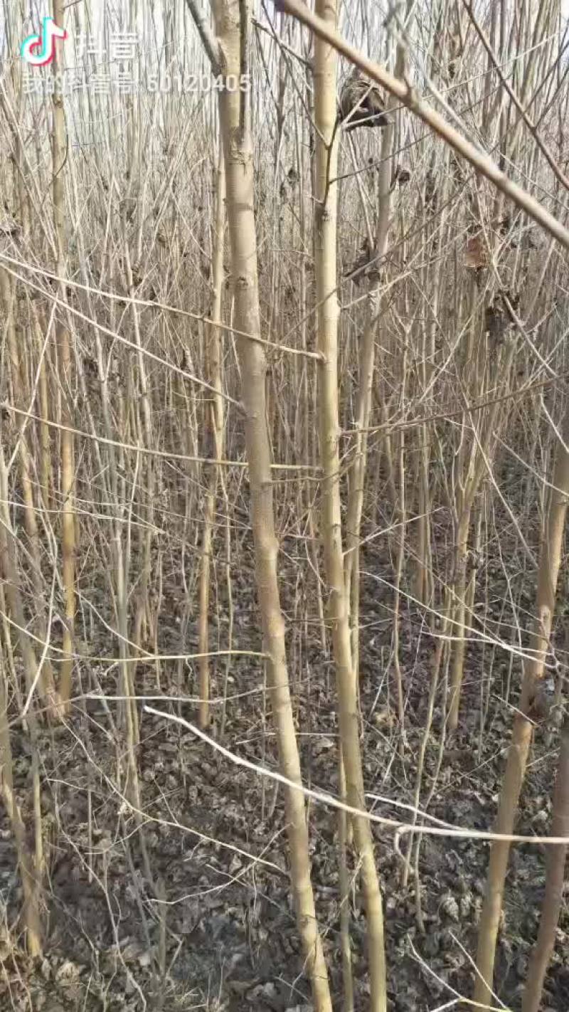 桑树苗