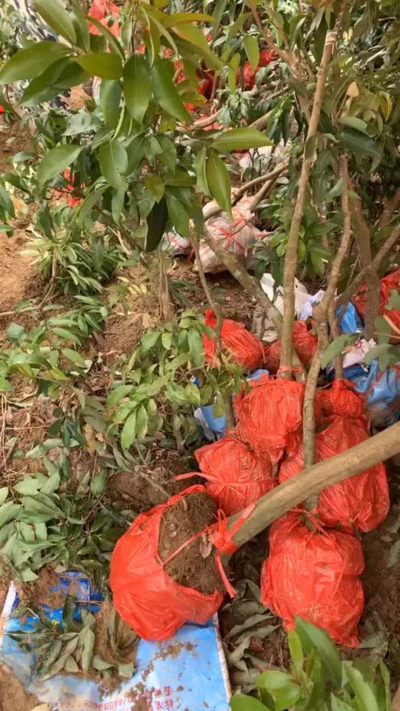 有无核荔枝苗卖