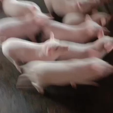 土白