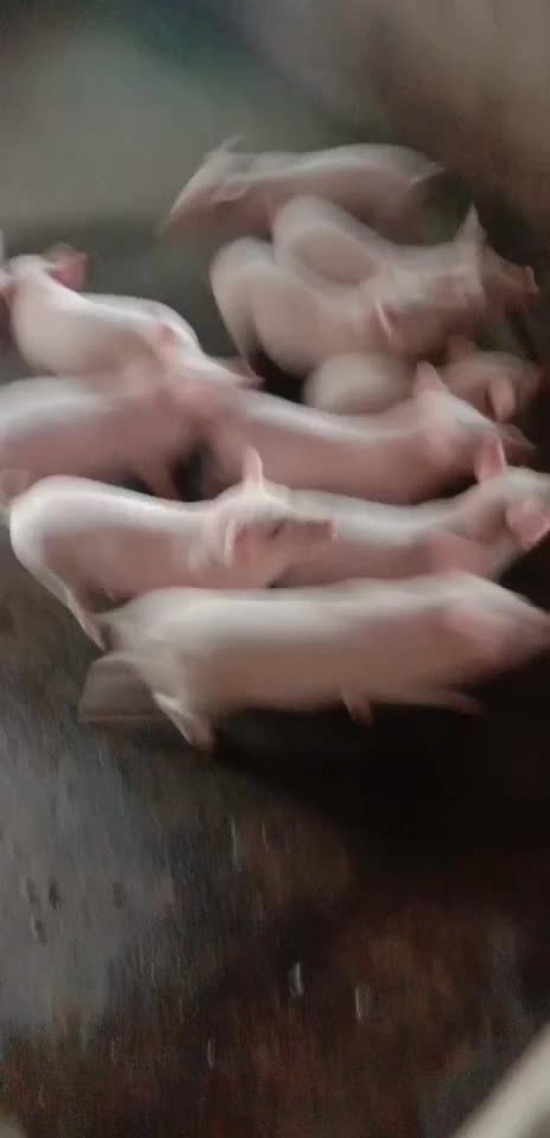 土白
