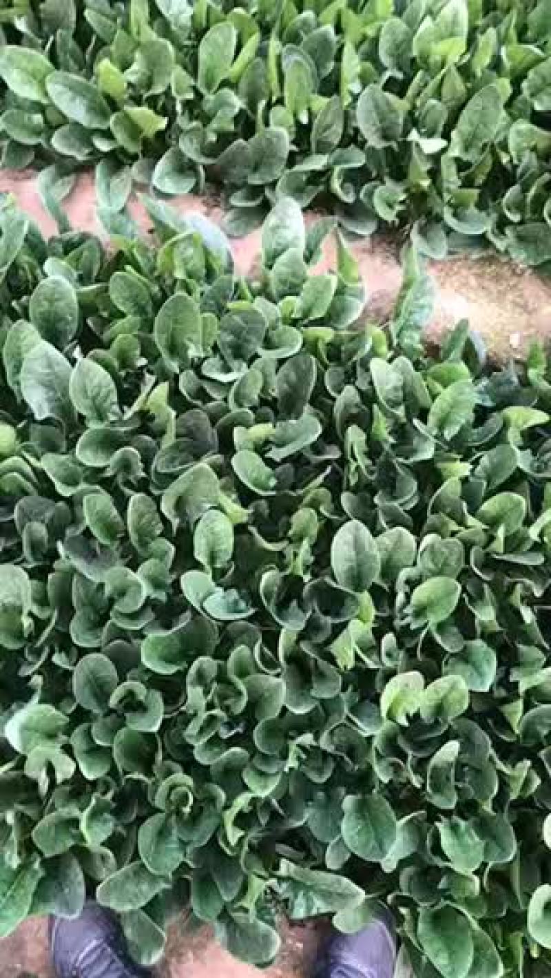 小帅蔬菜货站春茬大叶菠菜大量上市中