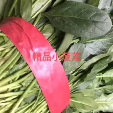 小帅蔬菜货站春茬大叶菠菜大量上市中
