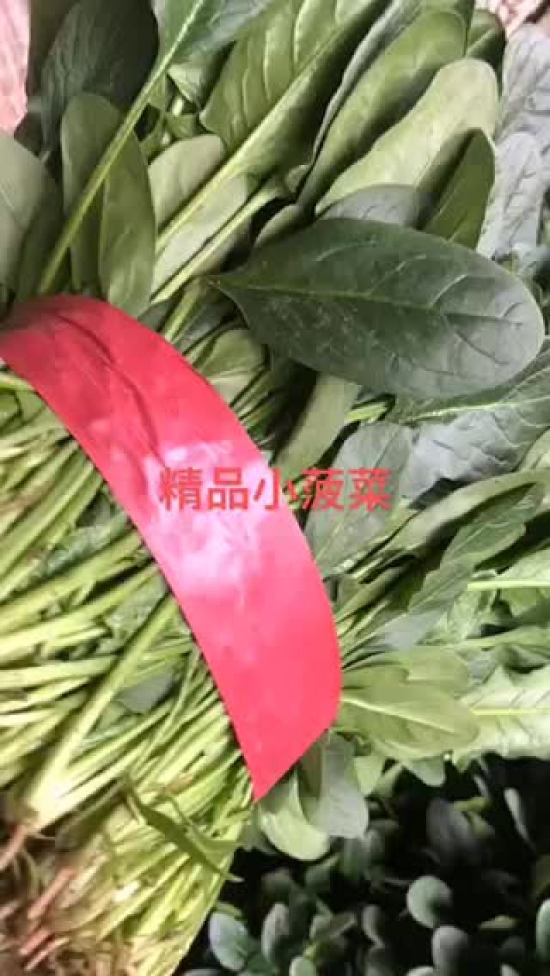 小帅蔬菜货站春茬大叶菠菜大量上市中