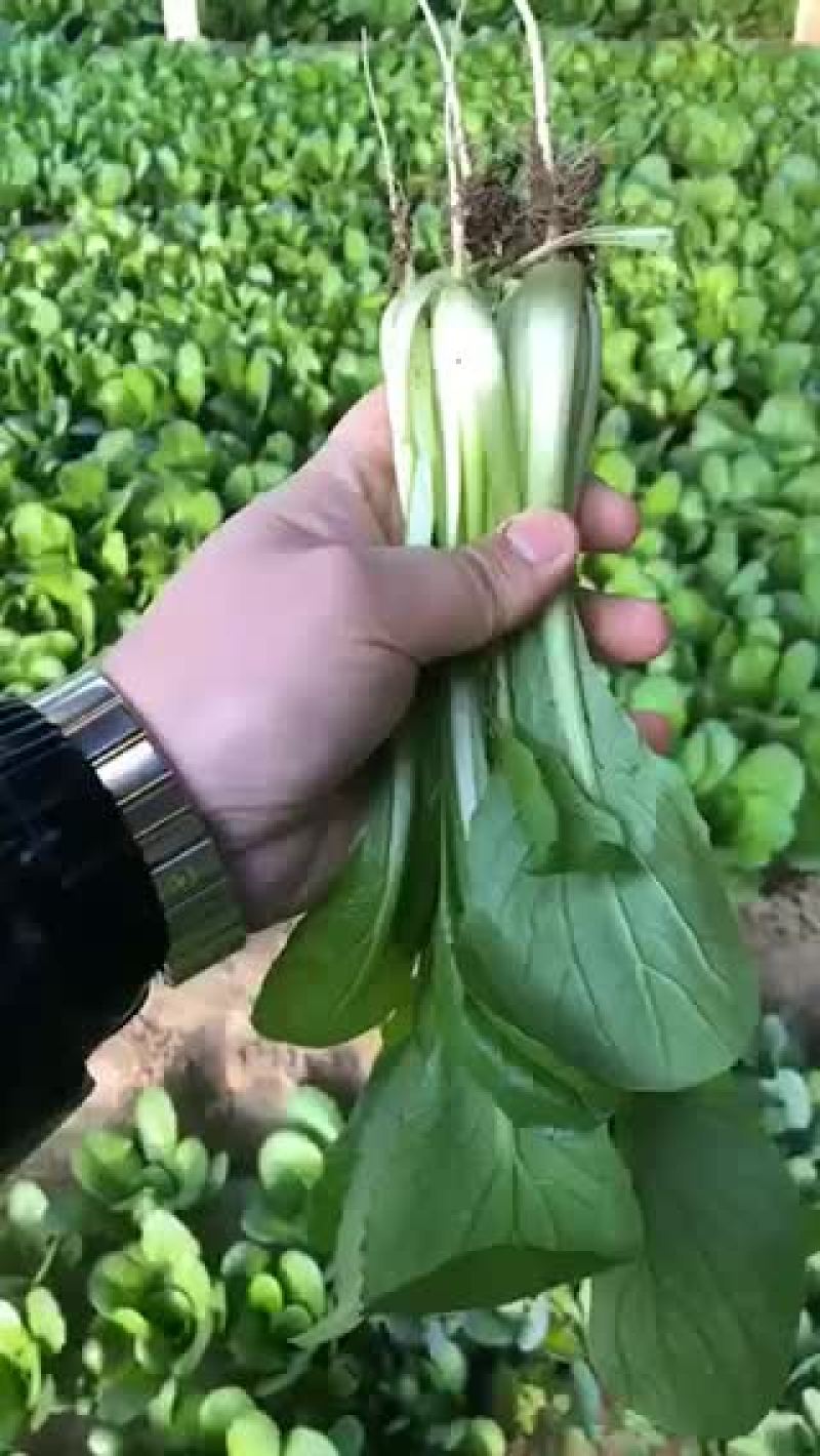 小帅蔬菜货站春茬大叶菠菜大量上市中
