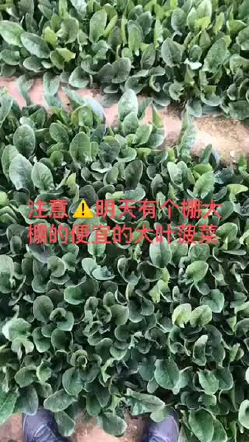 小帅蔬菜货站春茬大叶菠菜大量上市中