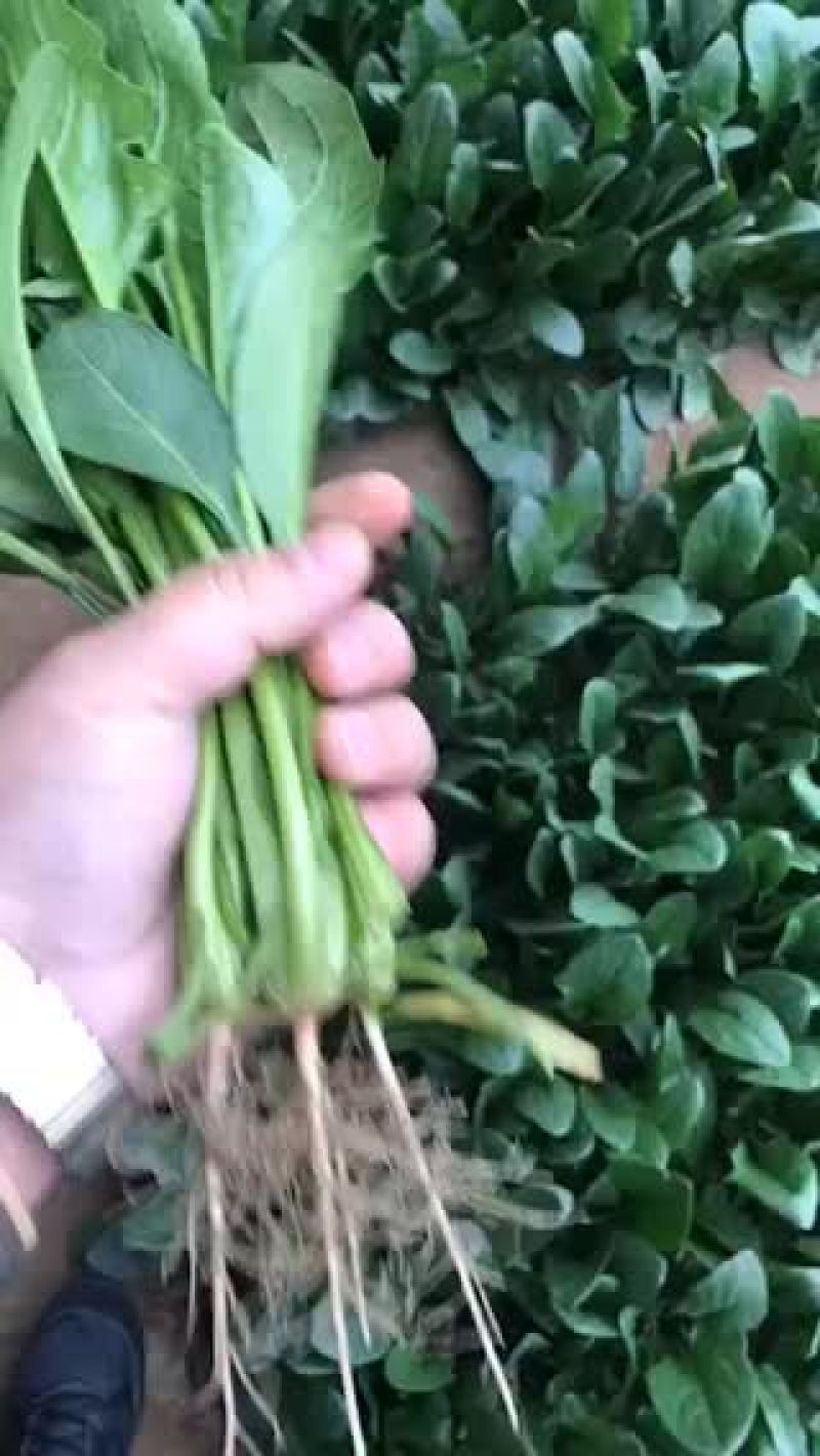 小帅蔬菜货站春茬大叶菠菜大量上市中