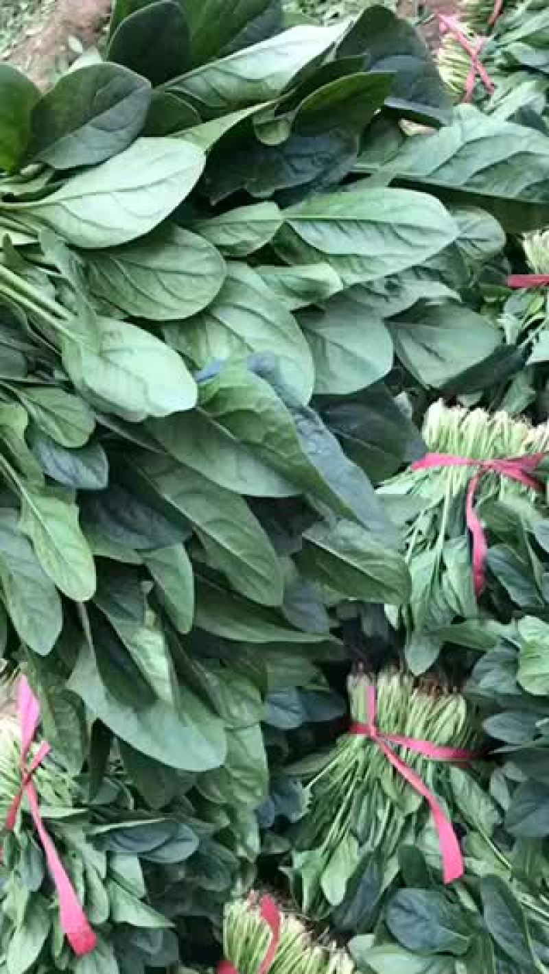 小帅蔬菜货站春茬大叶菠菜大量上市中