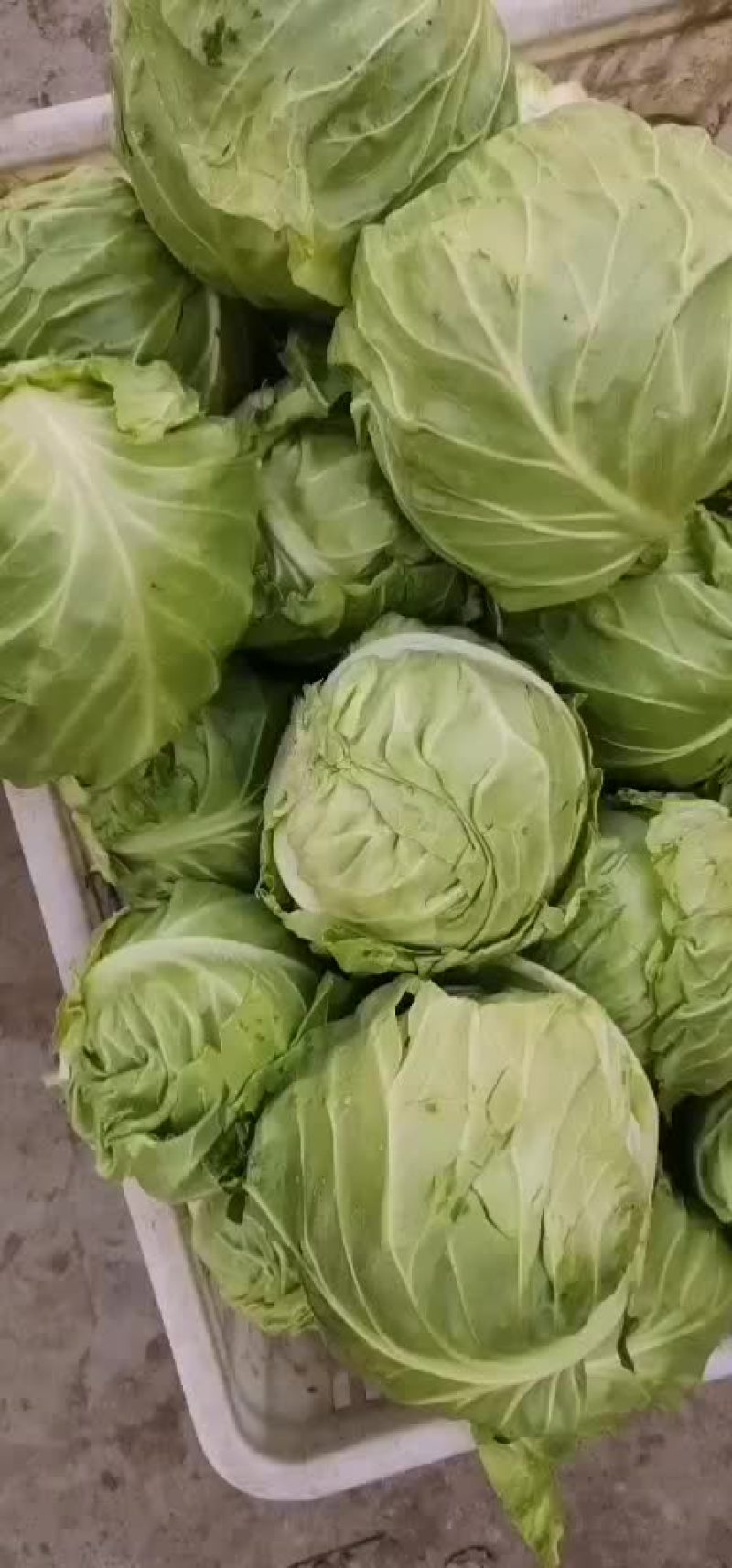 蔬菜