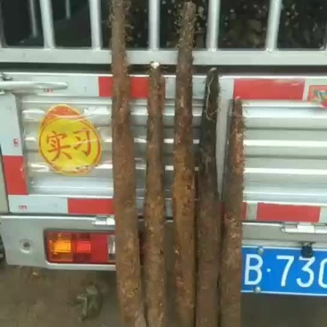 山药