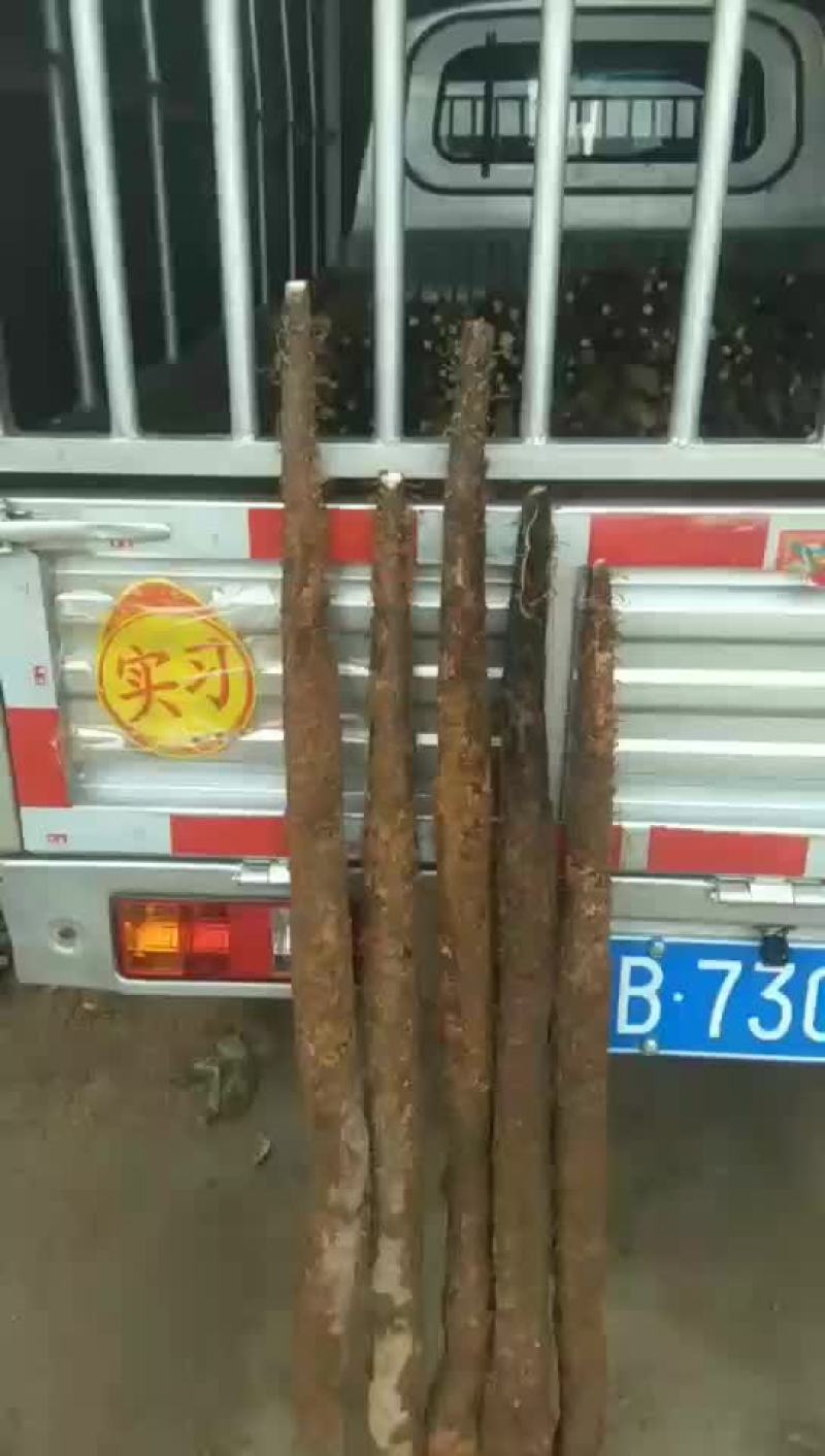 山药