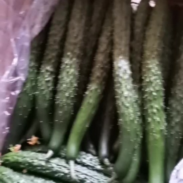 黄瓜