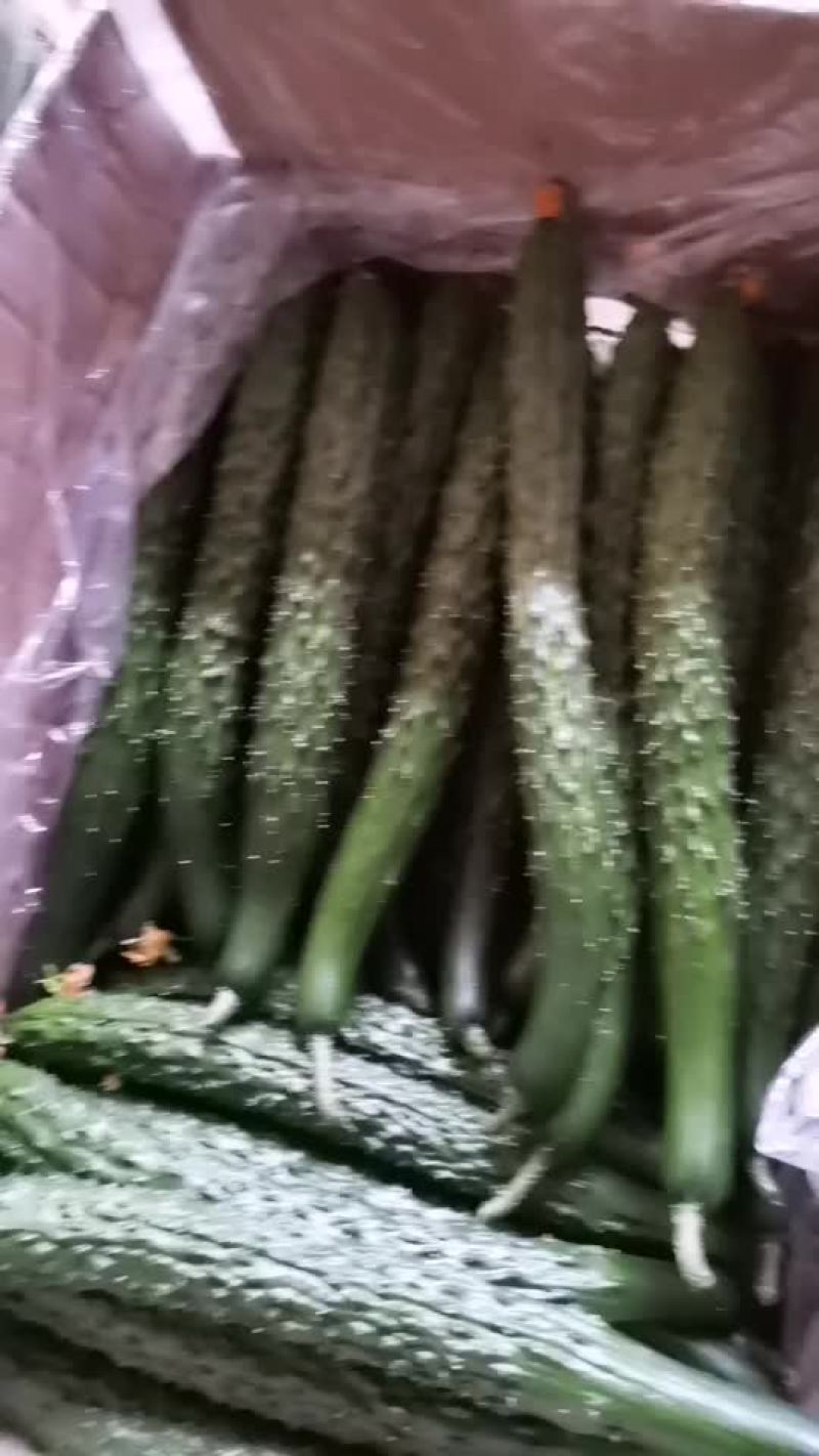 黄瓜