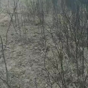 土地出租