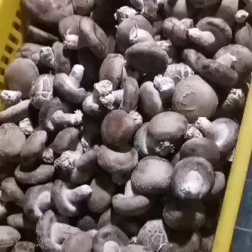 一级香菇