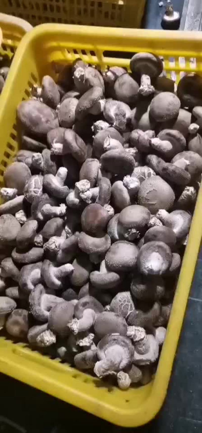 一级香菇