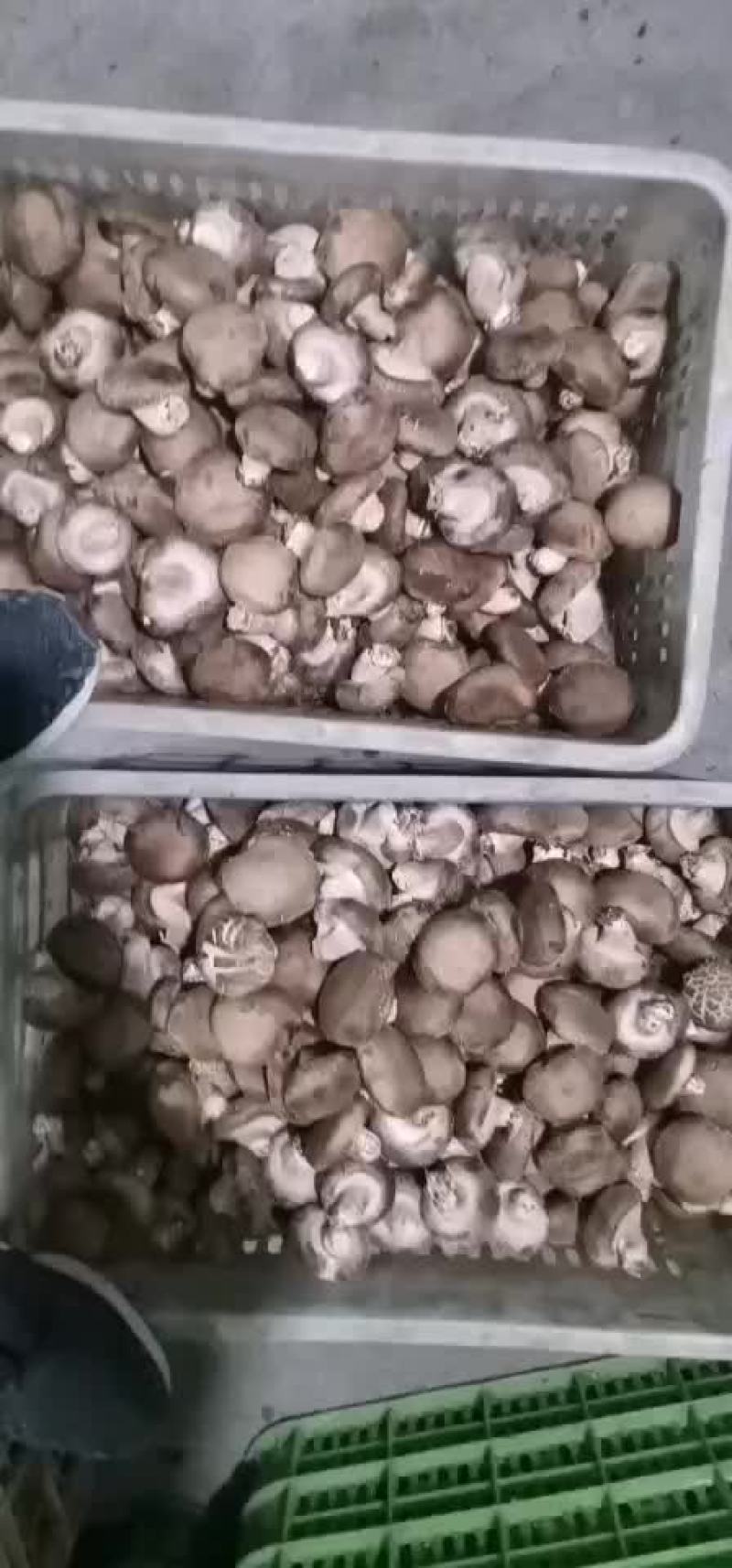 一级香菇