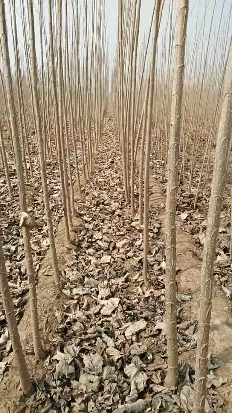 107杨树苗大量出售