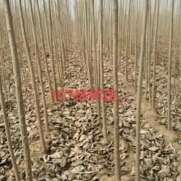 107杨树苗大量出售