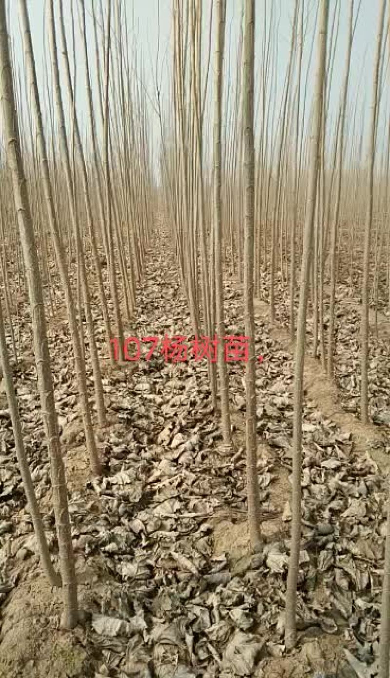 107杨树苗大量出售