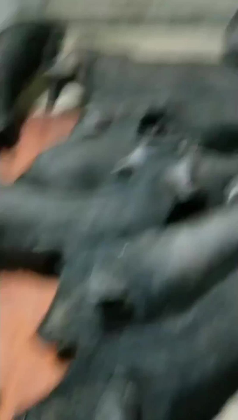 苏太母猪