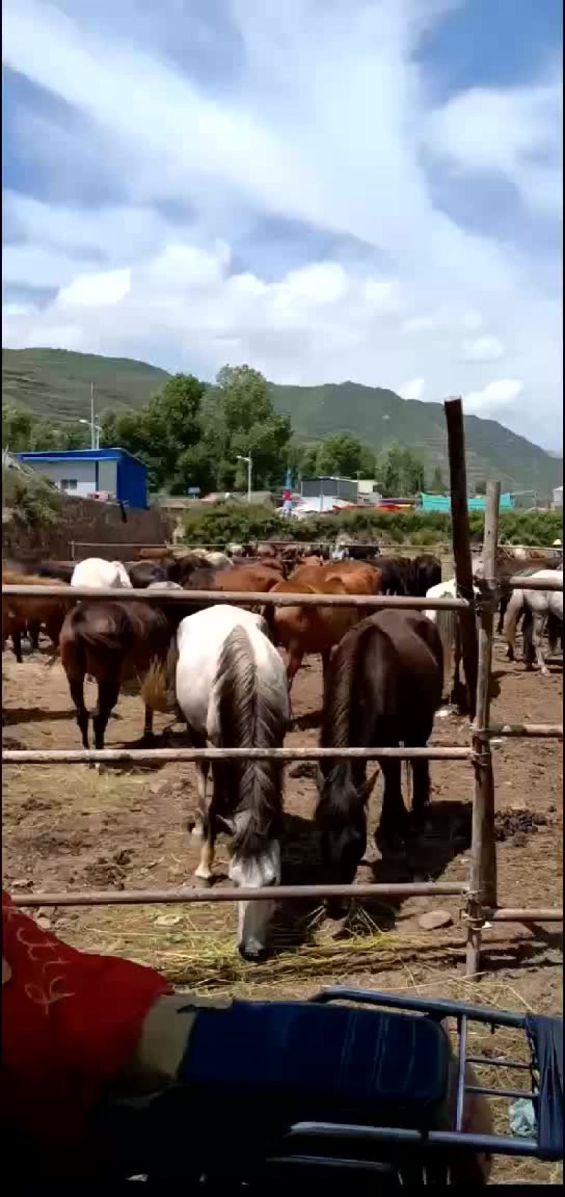 本人常年代办各类牲畜肉骡膘肥体壮出肉率高有需要的联系