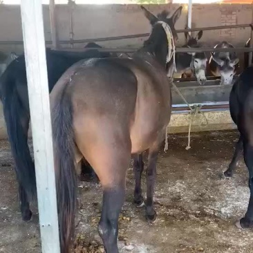 本人常年代办各类牲畜肉骡膘肥体壮出肉率高有需要的联系