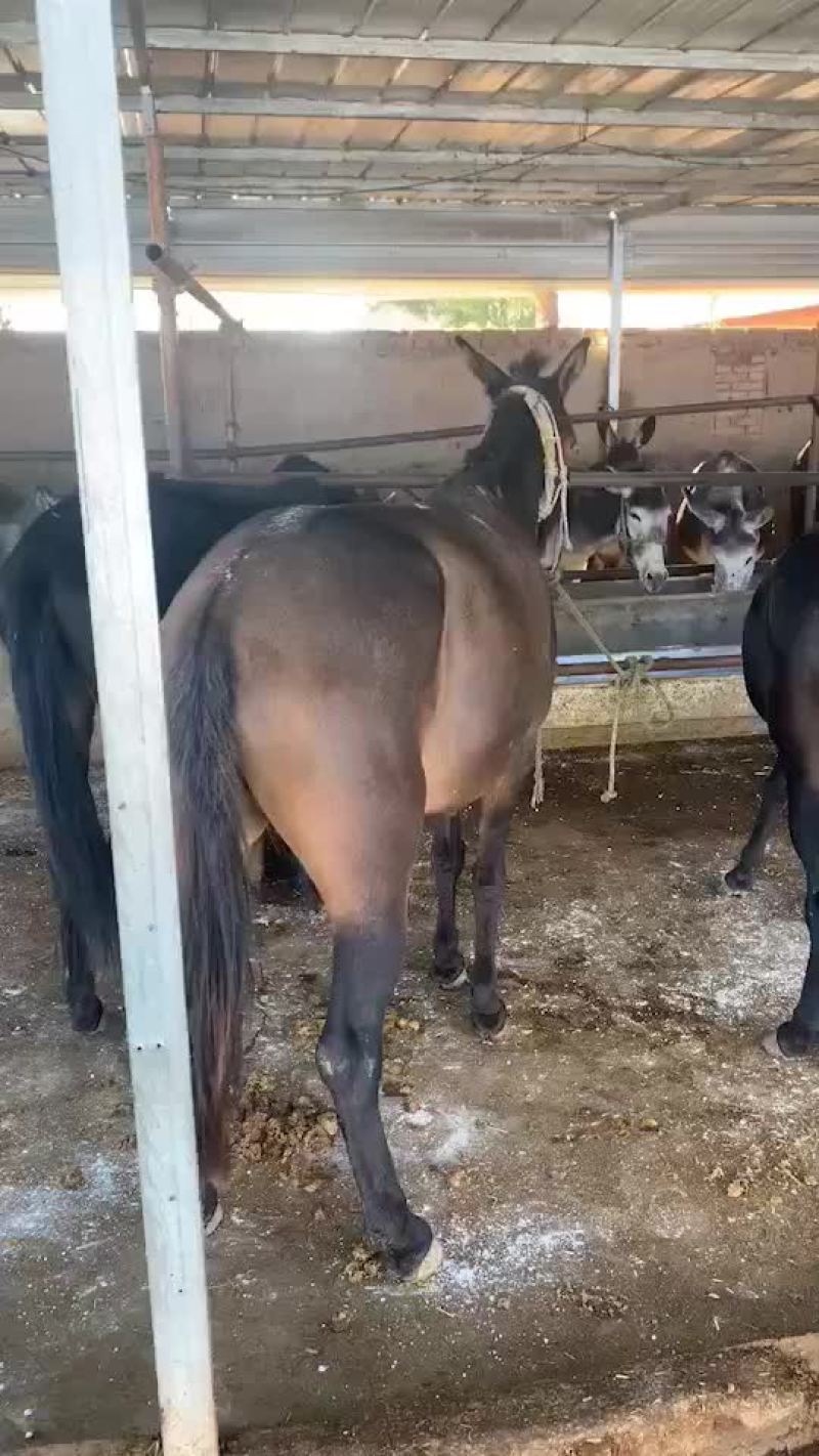 本人常年代办各类牲畜肉骡膘肥体壮出肉率高有需要的联系