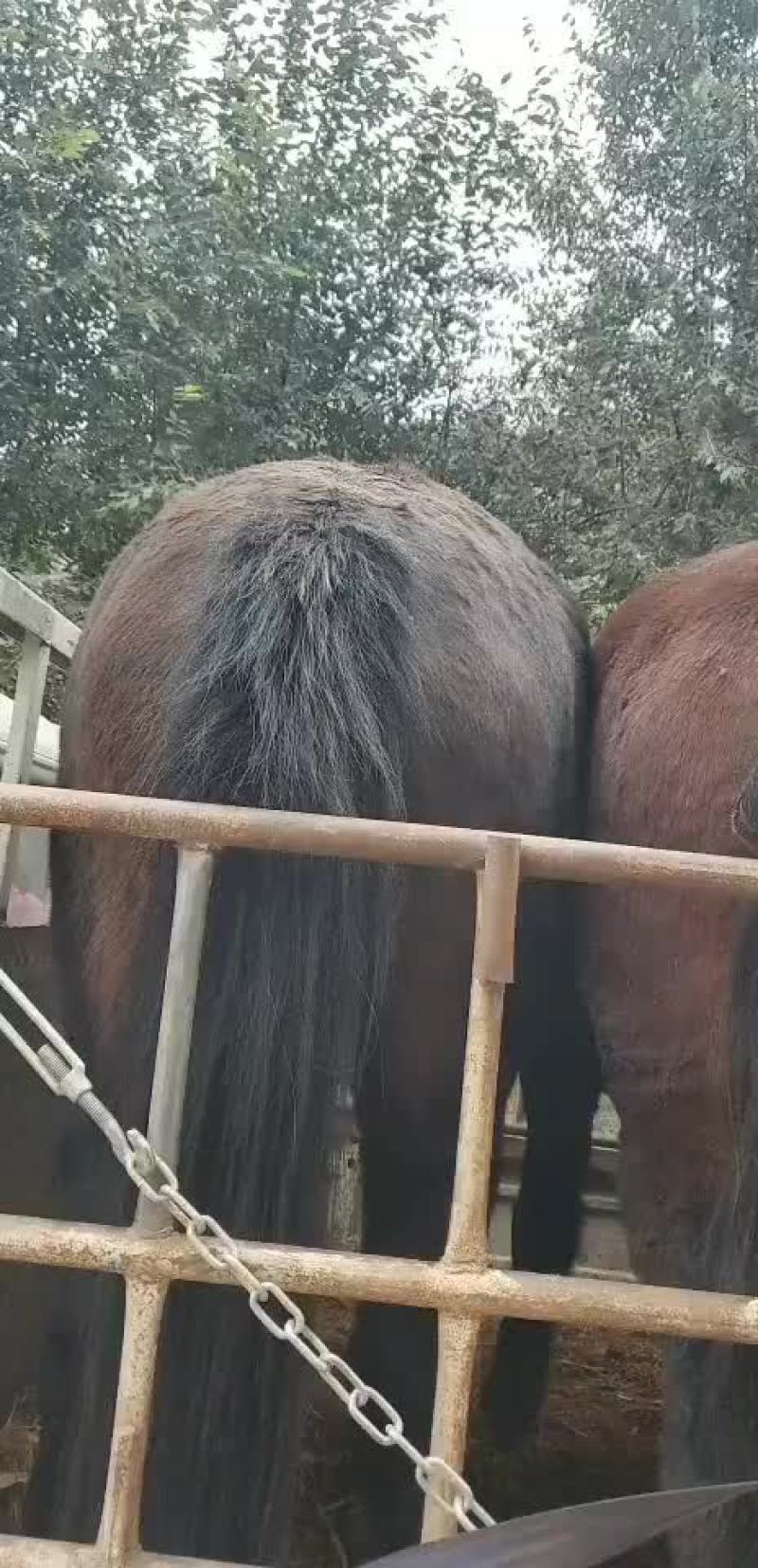 本人常年代办各类牲畜肉骡膘肥体壮出肉率高有需要的联系