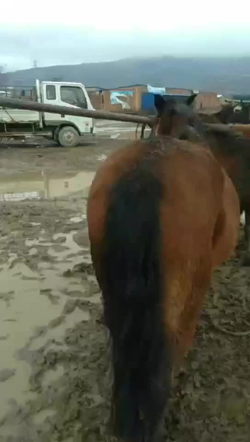 本人常年代办各类牲畜肉骡膘肥体壮出肉率高有需要的联系