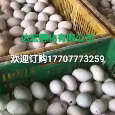 孵化场直销，大种白番鸭苗，