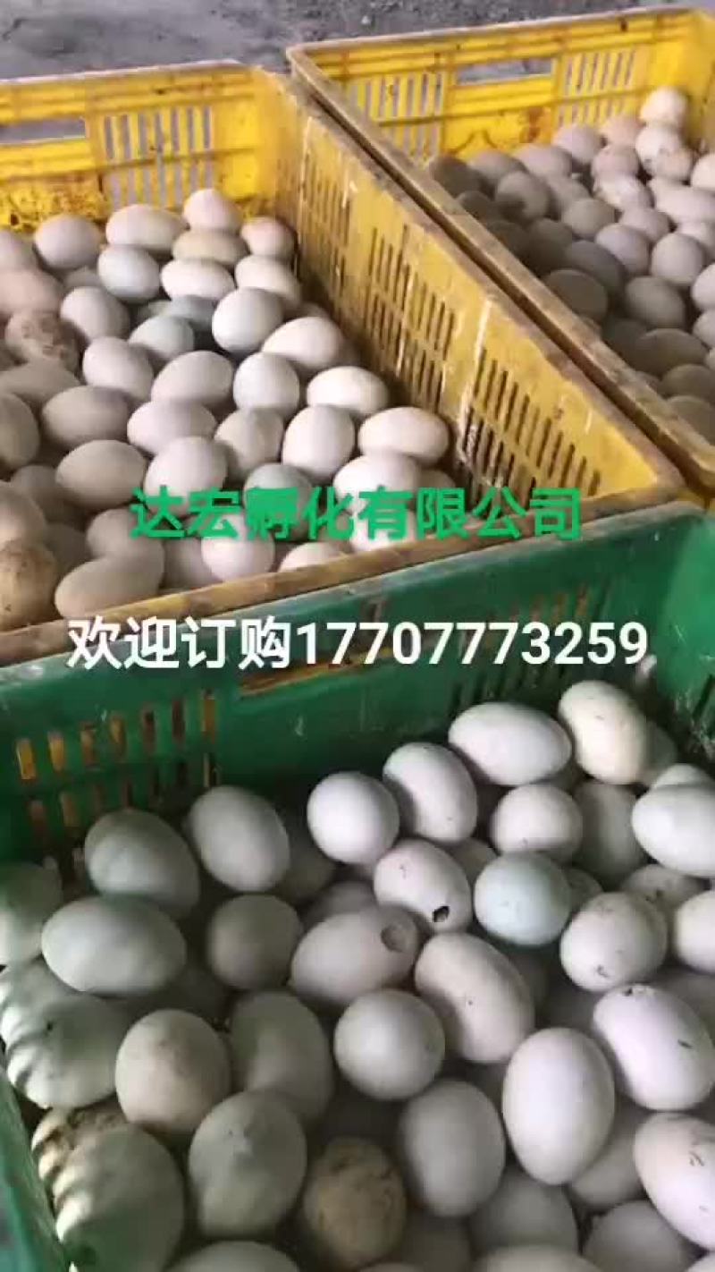 孵化场直销，大种白番鸭苗，