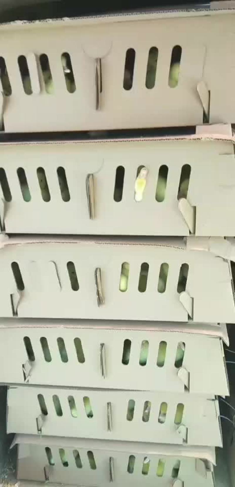 孵化场直销，大种白番鸭苗，
