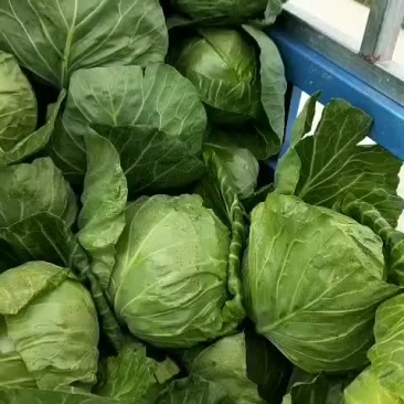 精品甘蓝