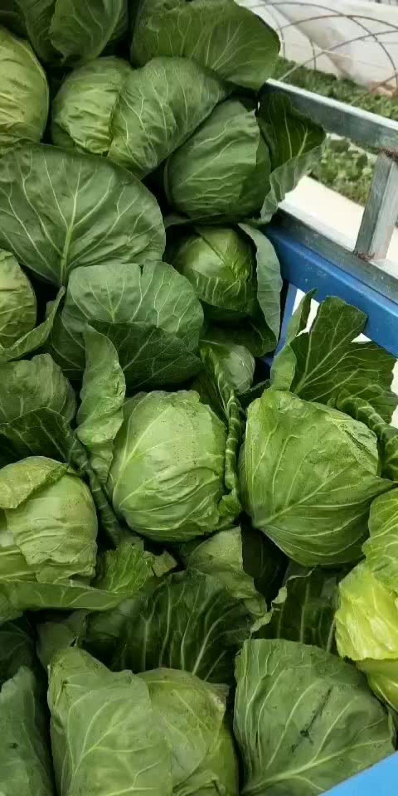 精品甘蓝