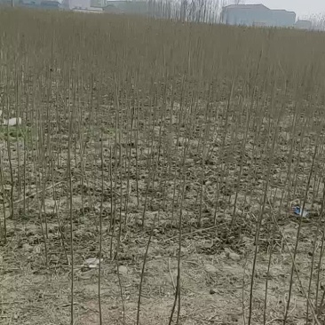梓树根苗，楸树根苗，楸树种植基地
