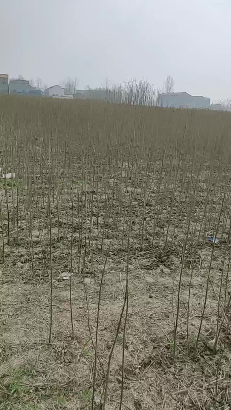 梓树根苗，楸树根苗，楸树种植基地