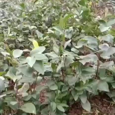 土本油茶苗
