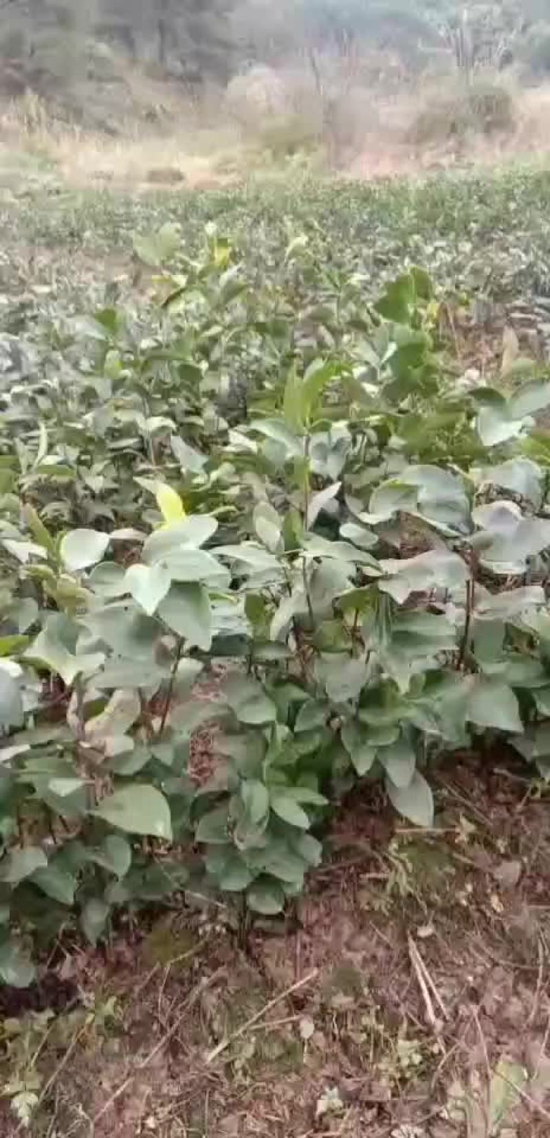 土本油茶苗