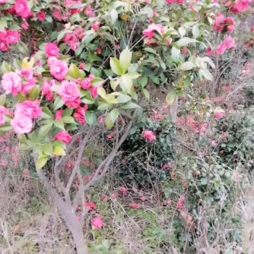 茶花